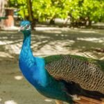 Little French Key Peacock
