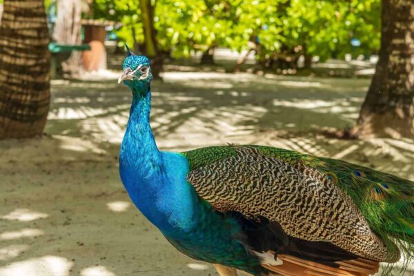 Little French Key Peacock Little French Key Peacock